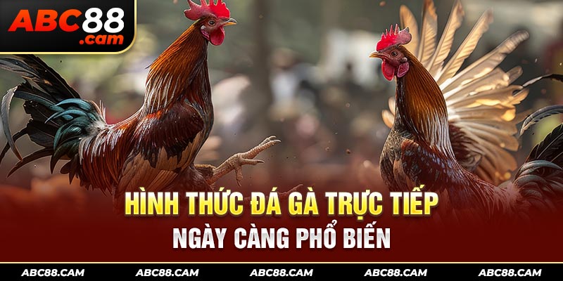 Hình thức đá gà trực tiếp ngày càng phổ biến